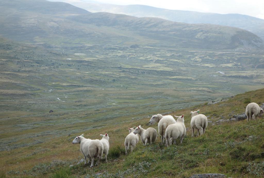 Vide, grasrike fjellbeite møter sauen i Oppdal østfjell. arealet beitedyr vil ta plantemasse av betydning for tilvekst frå.