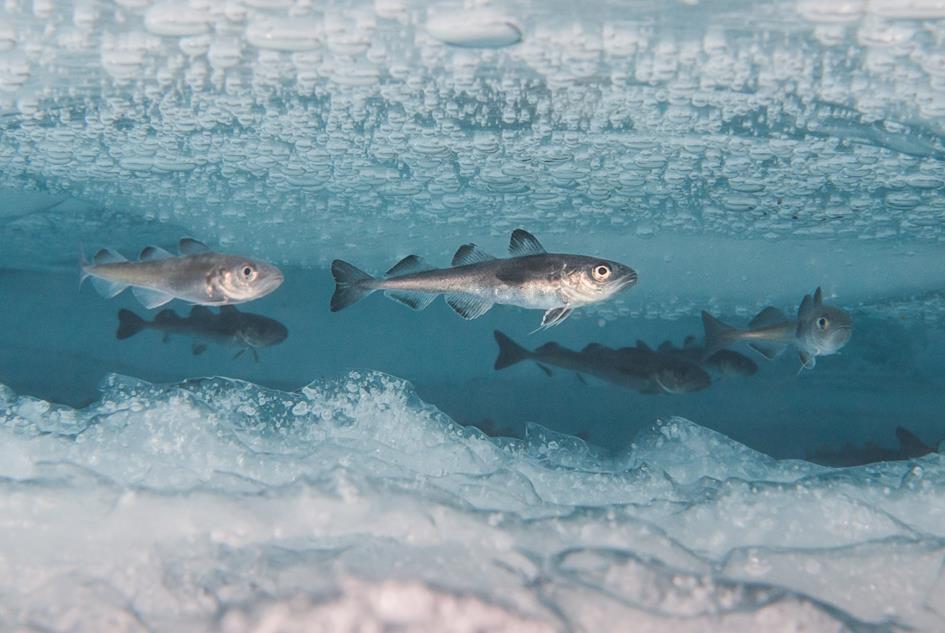 Ikke godt estimat for hvor mange fiskearter som lever i iskantsonen. varierer igjennom året og mellom år.