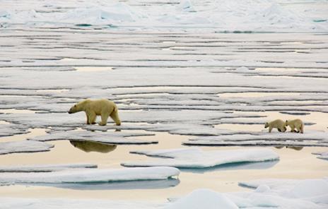 Totalt 903 (95 % CI=334-1026) isbjørner i Svalbardområdet (i 2015).