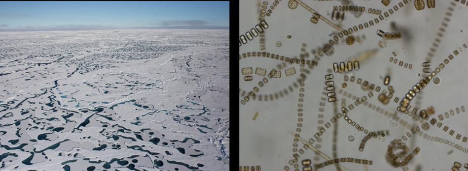Iskantsonen vil strekke seg lenger nord, og planteplankton vil øke primærproduksjonen nord for iskantsonen så