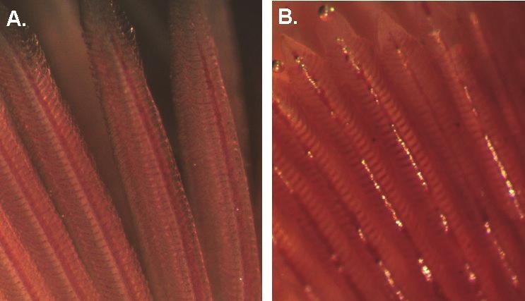 29 Fig. 18 Gassemboli i gjeller. A. Normale gjeller, B. Emboli (gassbobler i kapillærene).