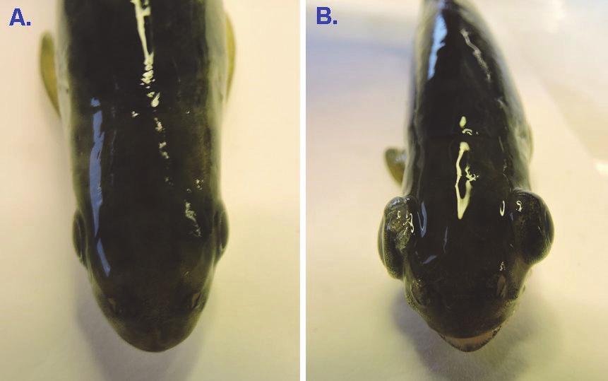 Bye-Ingebrigtsen). Fig. 28 Eksoftalmi. A. Normal, frisk fisk, B.