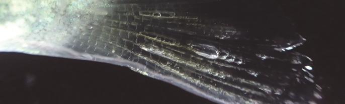 5 Gassblæresyke hos laks, små bobler er synlig i halefinnen (Foto: Sondre Kvalsvik Stenberg).