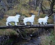 grønsaker Eventyr/ vinter 3 14 Dele i grupper; inne-/uteleik.