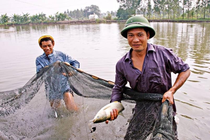 Det er i Asia de driver STORT fiskeoppdrett Alle tall er oppgitt i 1000 tonn levende fangst, 2016 Kategori Afrika Amerika Asia Europa Oceania Totalt Innland fisk Innland annet (1) Hav og kyst fisk
