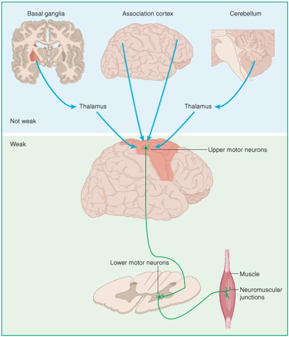 Basalganglier Assosiasjonsbark Cerebellum Områder i CNS som er betydelig involvert i kontroll av bevegelse Sykdom eller skade i en av disse strukturene vil kunne forårsake unormale bevegelser el.