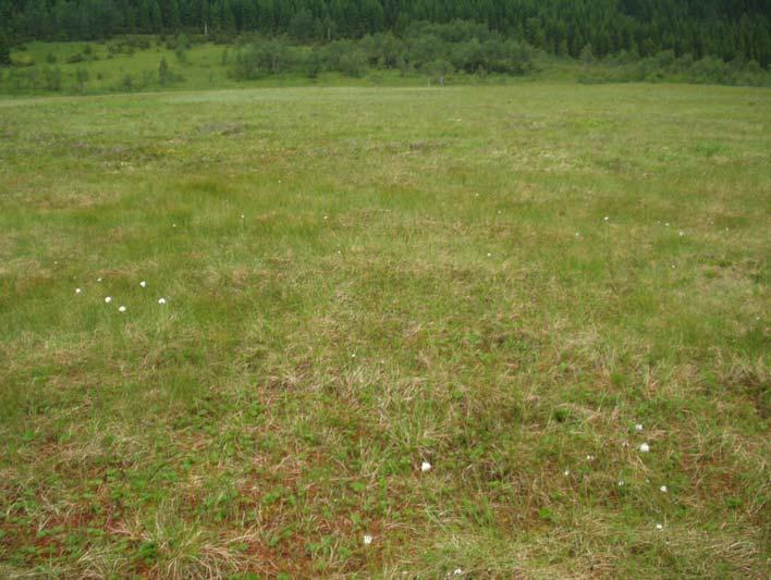 myrslåtten. Også mange våtmarksfuglar var tente med dette, sidan dei ofte trivst best i opne landskap med lågvaksen vegetasjon.