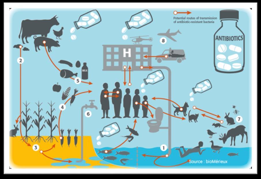 Figur 2. Koblinger mellom ulike kilder for resistens. ( https://www.antimicrobial-resistance.biomerieux.com/wpcontent/uploads/2015/10/illustration_chap1-1e.