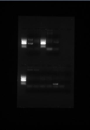 12 Gelbilde av ESBL multiplex PCR vannprøvene. Positive bånd for prøve 9S og 10 S med M2.
