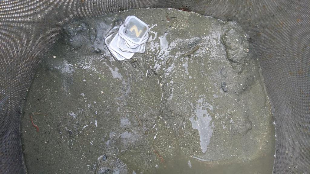 Foto: Aqua Kompetanse AS. Figur A-2: Bilde av sedimentet ved C2.