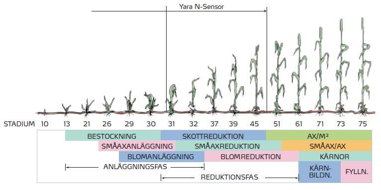 Anleggs- og reduksjonsfaser i korn Gjødsling for å etablere avlingspotensial Supplere for å optimalisere avling