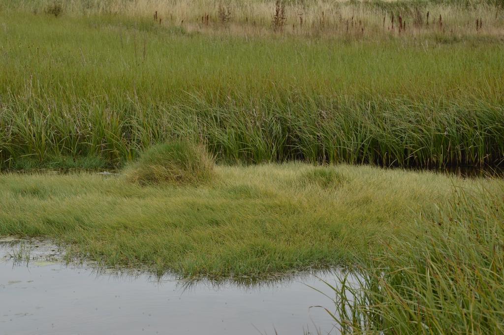 Figur 3. Foto fra undersøkelsesområdet i Folvikbukta. På bildet ses tette, tilnærmet enartsbestander av havsivaks (Bolboschoenus maritimus) i bakgrunnen, og pølstarr (Carex salina) foran. Foto: D.-I.