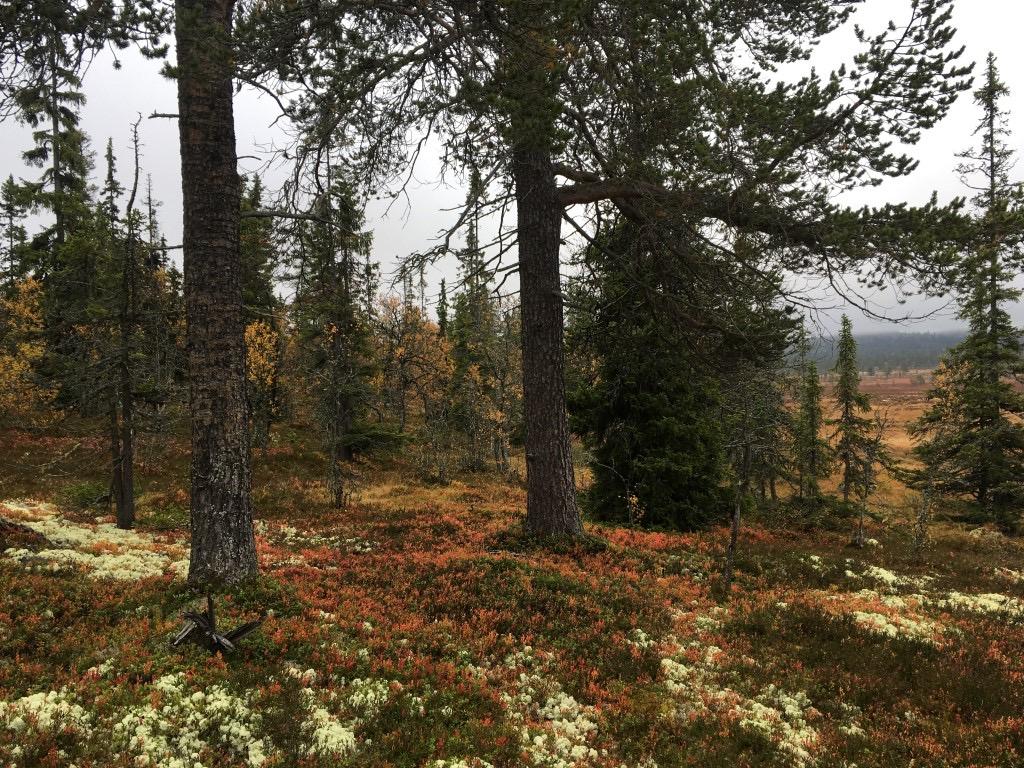 Bilder fra området Nabben Spor