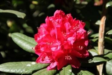 Rhododendron Hybriden Tb 9 C 2 Gruppe 4: pink August Lamken (william.