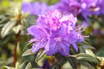 Rhododendron Hybriden Tb 9 C 2 Gruppe 9: Zwergformen Azurika (imped.) (violett-blau) Ramapo (imped.