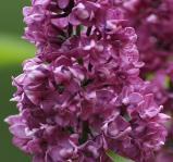 Gardener (reinrosa, gefüllt) x x - S. vulg. `Mme Antoine Buchner (rosa, gefüllt) x x - S. vulg. `Montaigne (rosa, gefüllt) - Lovely Lilac - S. vulg. `Olimpiada Kolesnikova (lila-rosa, gefüllt) - Lovely Lilac - - - S.
