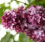 vulg. `Krasnaja Moskva (rot, einfach) - Lovely Lilac - S. vulg. `Sarah Sands (purpur, einfach) x x x S. vulg. `Vesper (purpur, einfach) - Lovely Lilac - - - Gruppe 6: purpur, gefüllt Tb 9 C 3,5 C 7,5 C 15 C 60 S.