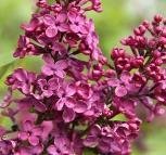 vulg. `Leonid Leonov (lila-violett, einfach) - Lovely Lilac - S. vulg. `Pamyat' o Vekhove (violett, gefüllt) - Lovely Lilac - - - S. vulg. `Sumerki (violett-blau, einfach) - Lovely Lilac - Besonderheiten Tb 9 C 3,5 C 7,5 C 15 C 60 S.