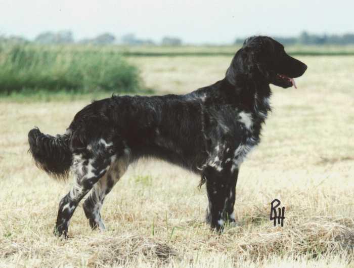 Sh. Ch. Ginda von der Irisweise mit Ghyllbeck D.o.B: 28.10.1993 Sire: Ikarus vom Xantener Forst Dam: Cilla von der Irisweise Breeder: Hr. H. Schneider Owner: Mrs. B. J. Hargreaves Ikarus v.