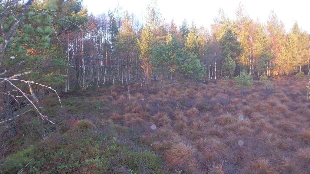 Elles vil vi minne om at fråvere av registreringar på artskart og ingen lokalitetar i naturbase kan bety to ting: - Heilt «alminneleg» natur - Ingen har kartlagt, det kan vere alt frå «alminneleg»