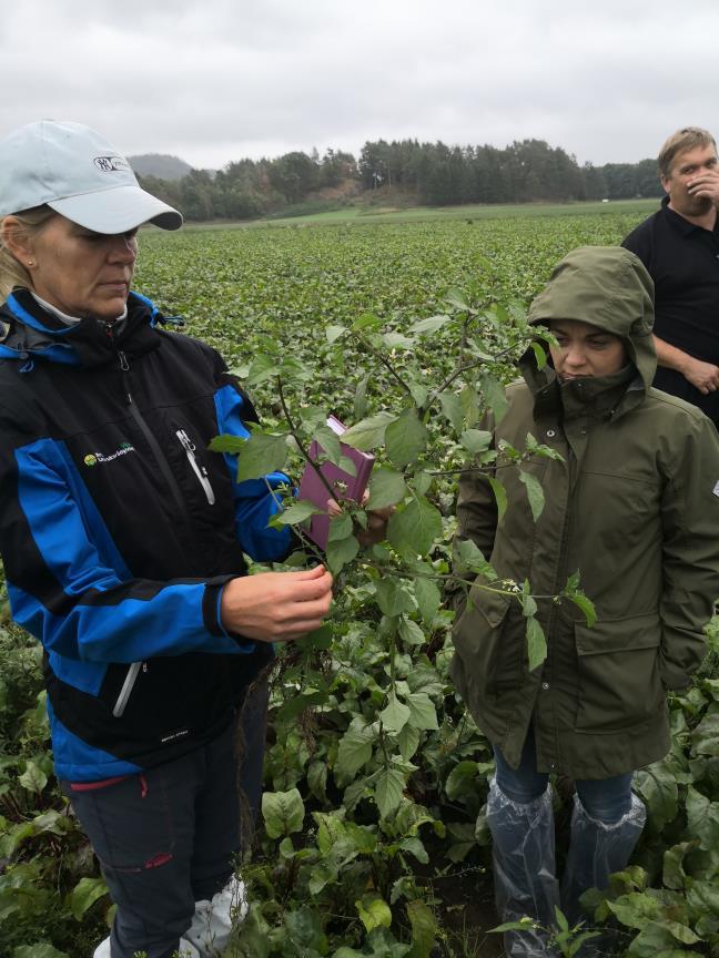 Svartsøtvier, biologi Er ikke glad i tett kornåker eller andre kulturer som dekker godt tidlig Veldig vanskelig å bli kvitt når den er etablert Rask vekst motstandsdyktig mot