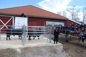 Det hele startet på fredags kveld med fagforedrag og presentasjon av oksene, kvelden ble avsluttet med festmiddag og sosialt samvær.