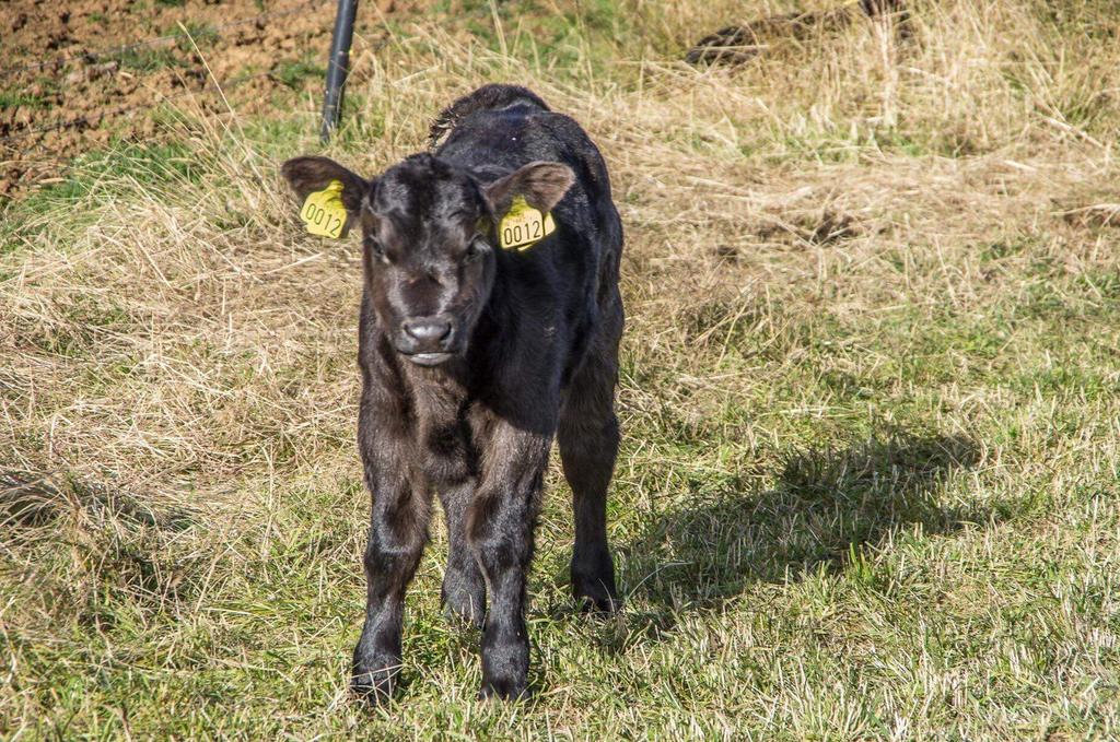 Norske Anguskalver på Island Embryoprosjektet på Island går sin gang og det er født 12 Norske anguskalver på sagaøya nå i høst. Dette resulterte i 7 kvigekalver og 5 oksekalver.