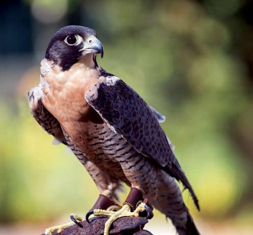 September 2015~January 2016 Program Guide Peregrine Falcon Inside Preschool & CHILDREN S PROGRAMS Homeschool