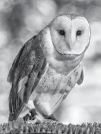 Free with admission Mon Nov 23 Tue Nov 24 Wed Nov 25 Winter Break workshops Only Owls Become an owl expert.