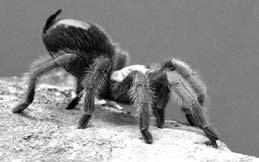 Fa m i ly & A d u lt P r o g r a m s Fall Tarantula Hike Age 6 Adult Explore the habitat of local tarantulas along the north face of Mount Diablo with an experienced naturalist.