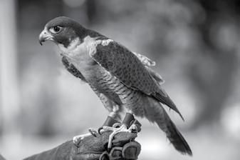 An important and amazing bird of prey to watch, peregrine falcons are known in the wild as formidable hunters with a swift dive, going as fast as 200 miles per hour.