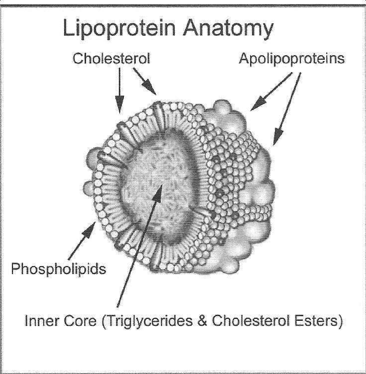 Anatomy of Lipoproteins - Cholesterol and triglycerides are transported through the blood in particles called lipoproteins, that are classified by their relative densities Lipoproteins have a shell