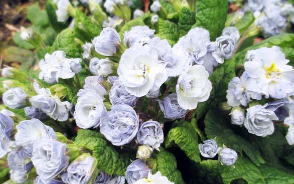 My National Collection of Primulas Caroline Stone Getting National Collection status last year has changed my priorities to a greater degree than I had expected.