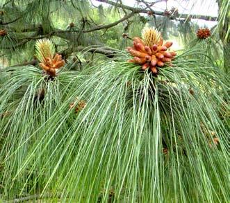 Pinus devoniana (Rushforth 1987) Michael Hickson I read with interest the short article in the Spring 2015 Newsletter regarding the observation of Pinus devoniana by Malcolm Pharoah during his visit