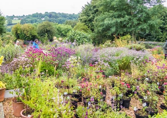 the mission Plant Heritage (NCCPG) seeks to conserve, document, promote and make available Britain and Ireland s rich biodiversity of garden plants for the benefit of everyone through horticulture,