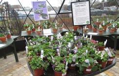 At the nursery the violets were on display in a solar dome; an odd modern looking thing for flowers that have a rather