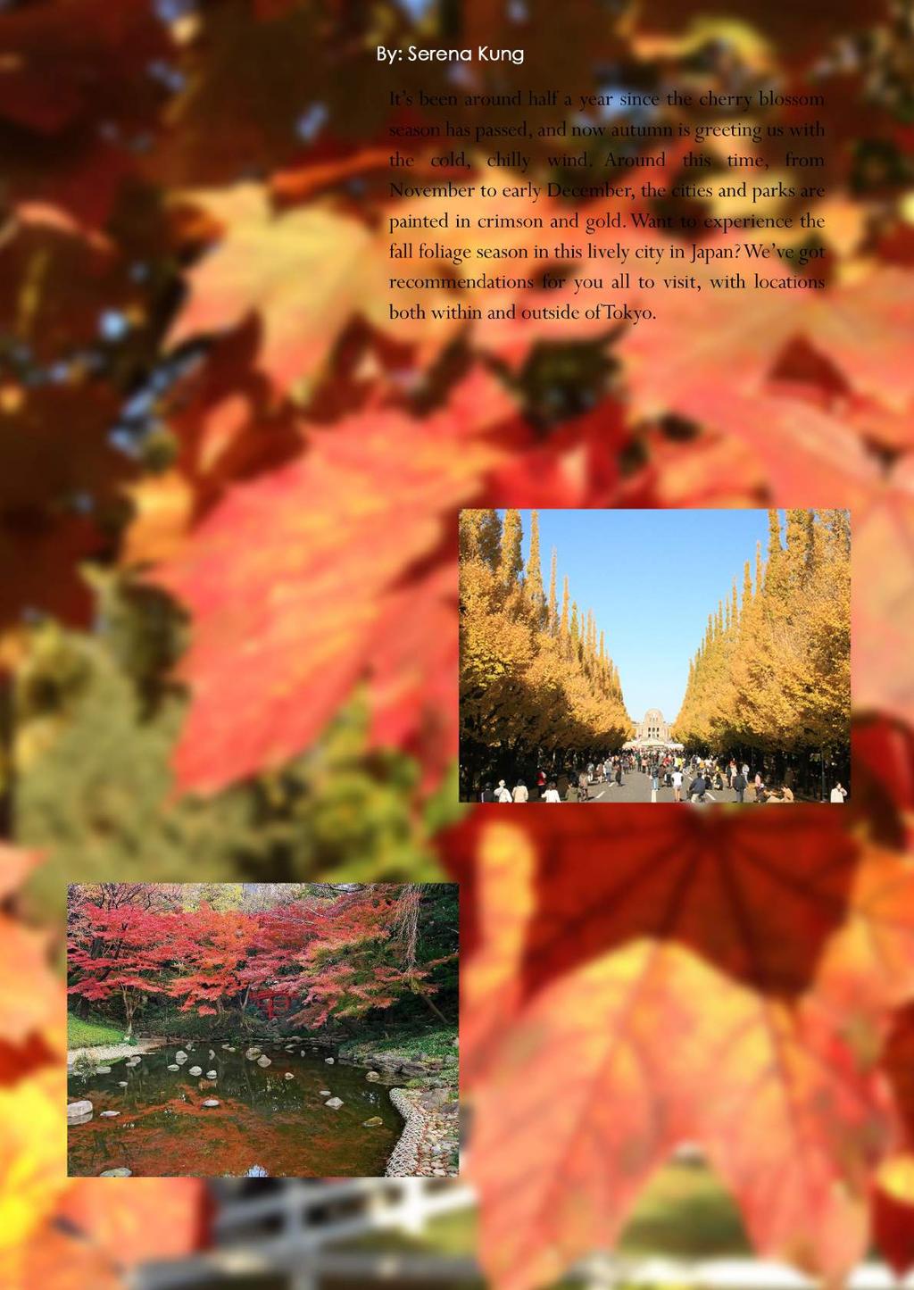 Autumn Foliage InTokyo: MeijiJinguGaien( 明治神宮外苑 ) LocatedneartheJapanNationalStadium,thisparkis oftenlyusedasafilmsitefortvdramas.