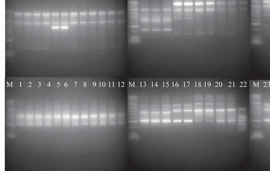 RAPD pro les of 30 isolates of Fusarium species obtained with primer A02, A03, A07 and A09.