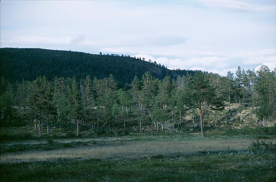 en glissen furuskog med mye innslag av bjørk.