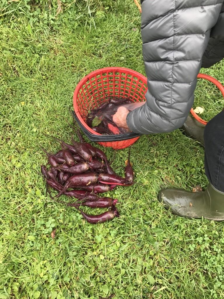 Hva kan vi tilby på en Inn på tunet-gård?