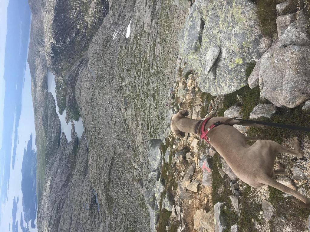 Foto: Utsikt frå Englafjell mot Svartavatnet og Manen. Ein står her inne i inon sone 1 og ser utover inon sone 2. Fotograf: Mari Teigen Varanes.