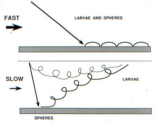 Larvae are not passive!