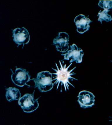 CATEGORIES OF SPECIFICITY: 1) settlement on biofilms (sediment) 2)