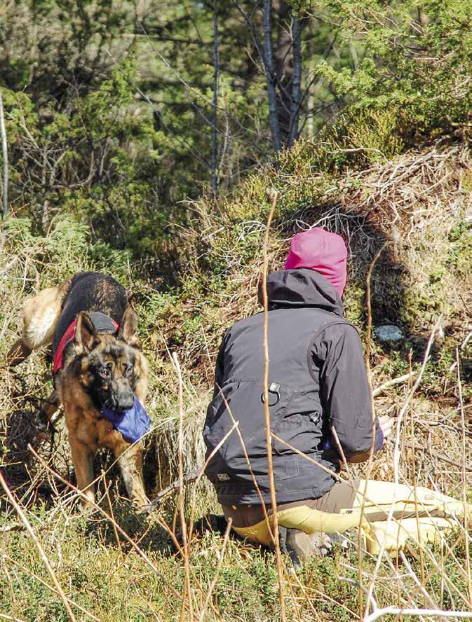 Å delta på kurs er veldig givende. Man får veiledning tilpasset seg selv og sin hund, og gode råd for å unngå at hunden misforstår hva man ønsker at den skal gjøre også i fortsettelsen.