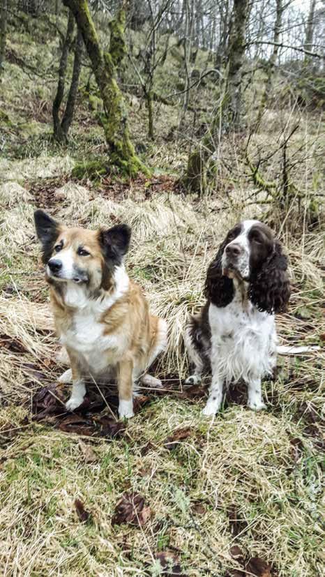 EN SUPER HUNDEHELG Tekst og bilde: Yvonne Endresen og Siri Hjørnevik En trivelig hundehelg på kurs i feltsøk startet fredag med litt teori.