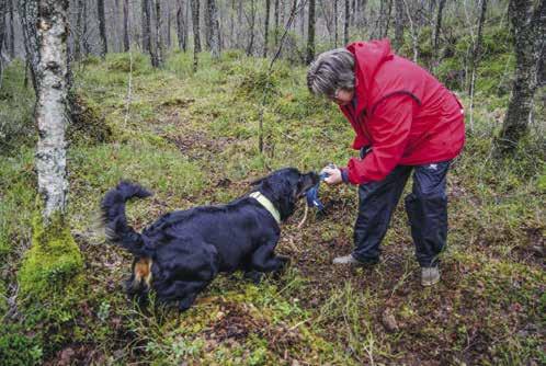 Har du en hund som: bjeffer, vokter er usikker og redd drar i båndet, ikke kan gå pent og rolig forbi andre hunder på tur utagerer mot mennesker og/eller