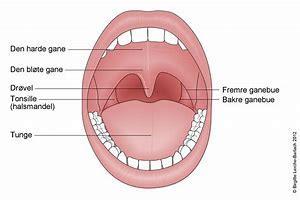Tann- og munnhelse- friske tenner. I munnhulen finnes det et stort antall bakterier, virus og sopp som lever i balanse med hverandre.