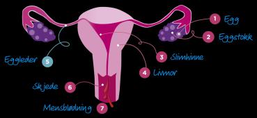 Slide 12 MENSTRUASJONSSYKLUSEN 5 min to 10 min Menstruasjonssyklusen Hver måned forbereder kvinnens kropp seg på en mulig graviditet med et endringsmønster vi kaller menstruasjonssyklusen.
