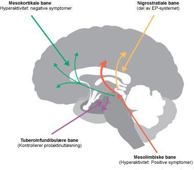 Antipsykotika har generelt to ønskede hovedvirkninger: 1) Etter få timer; en raskt innsettende beroligende virkning. De ulike preparatene varierer seg imellom hvor sterk beroligende effekt de har.