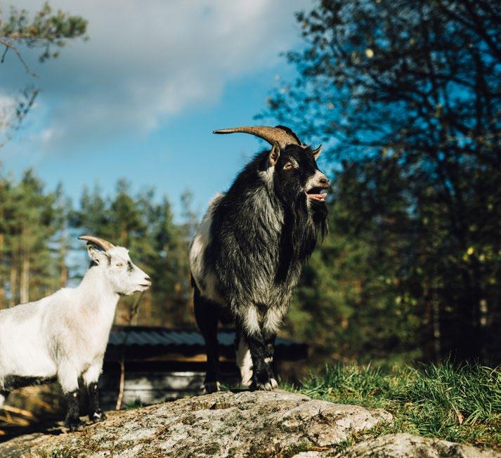 Du kommer til å være sammen med hunder og katter, og lære hvordan et hundepensjonat drives.